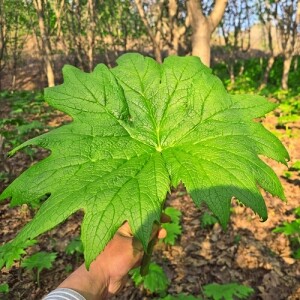 <font color=red>4월말 첫출고 예정 </font>강원도 홍천 병풍취</font> 1kg