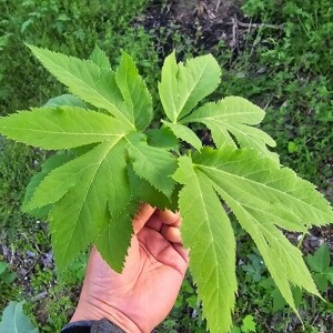 <font color=red>4월말 첫출고 예정 </font>강원도 홍천 자연산 참당귀</font> 1kg